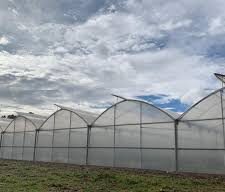 greenhouse in Kenya