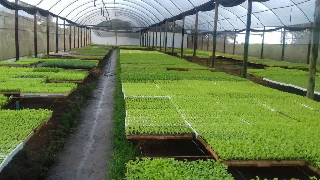 Metallic Greenhouse in Kenya