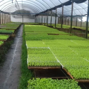 Metallic Greenhouse in Kenya