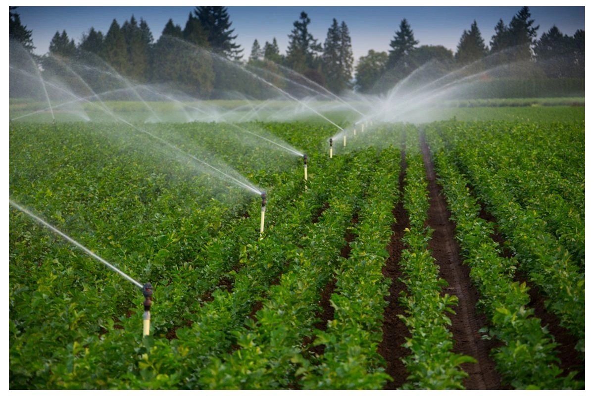 Rain Gun Sprinklers in Kenya