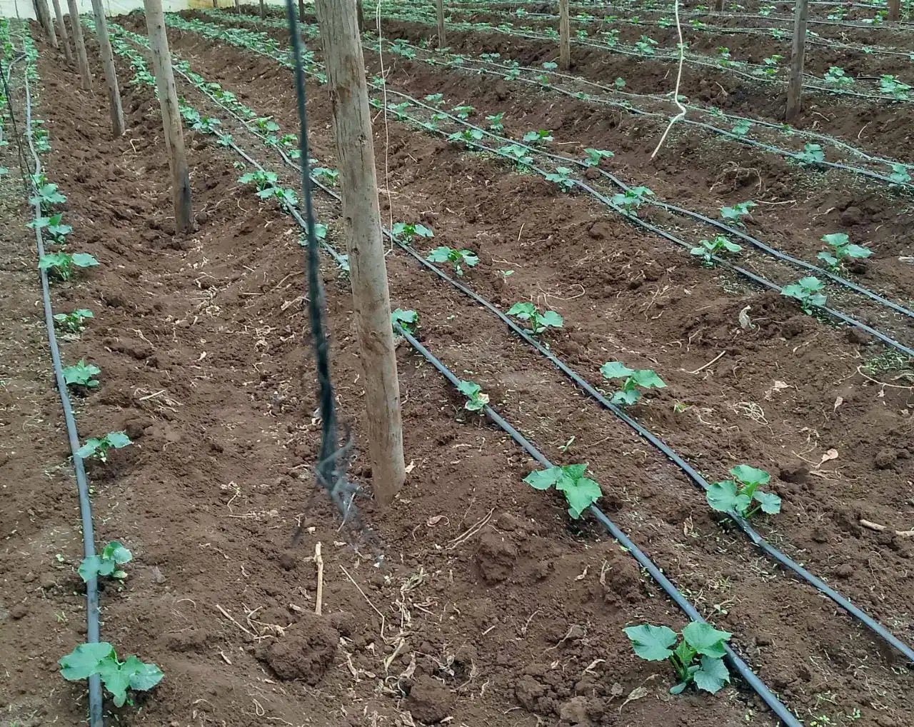 Drip irrigation System in Kenya