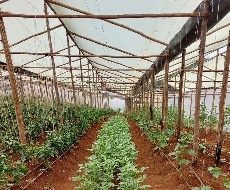 Wooden Greenhouse in Kenya