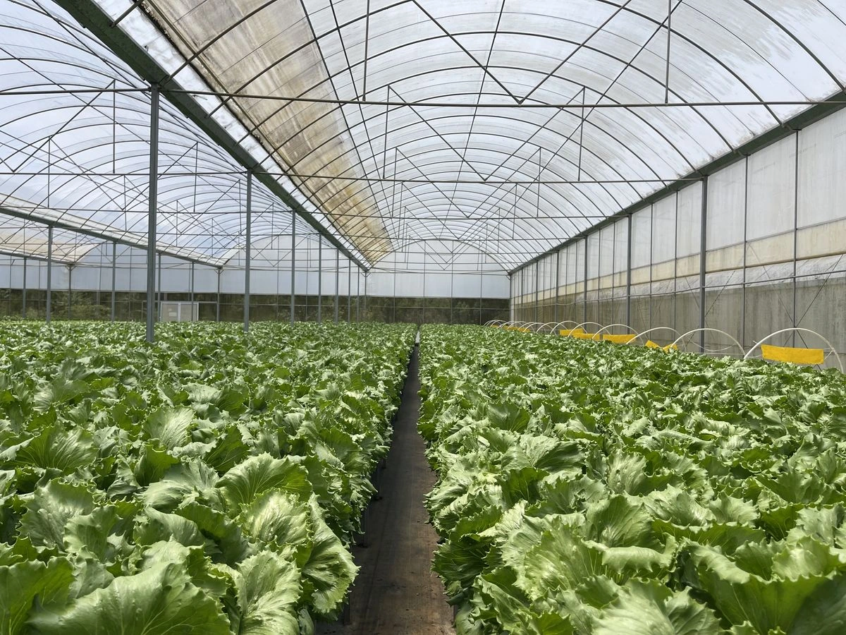 greenhouse polythene sheet in kenya