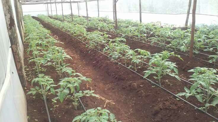 Cost of drip irrigation System in Kenya
