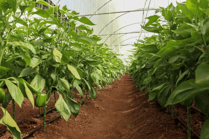 Greenhouse farming in Kenya
