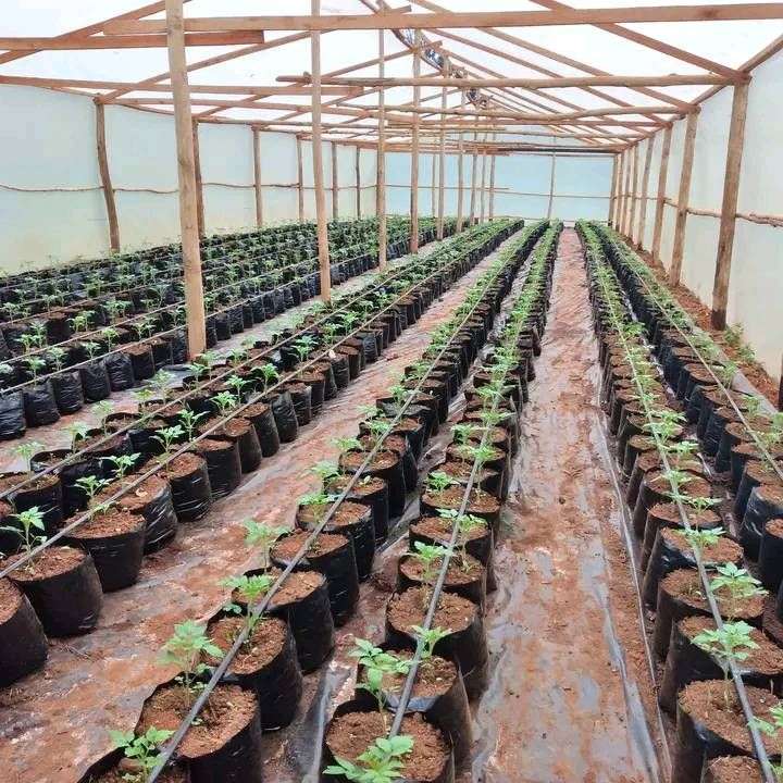 Cost of drip irrigation System in Kenya