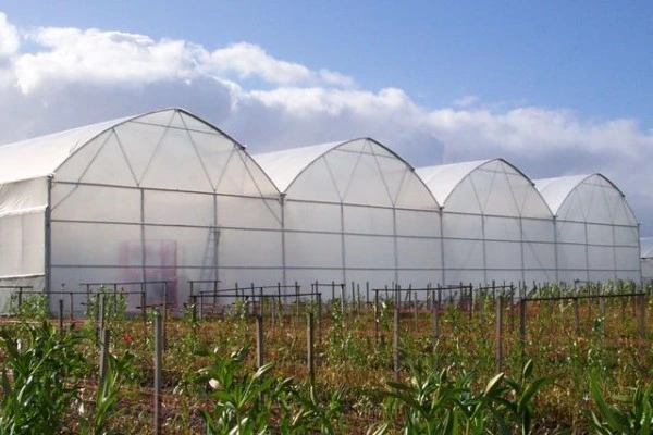 Cost of Greenhouse Construction in Kenya