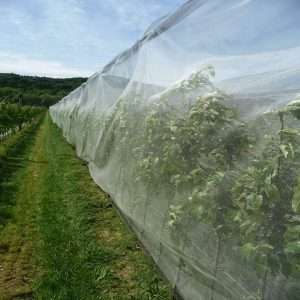 Anti-insect nets in Kenya