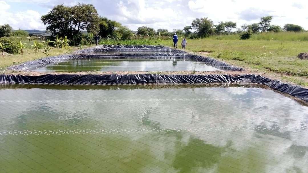 Fishpond liner price in kenya