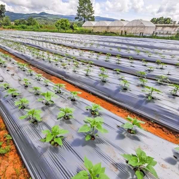Mulching Paper Price in Kenya