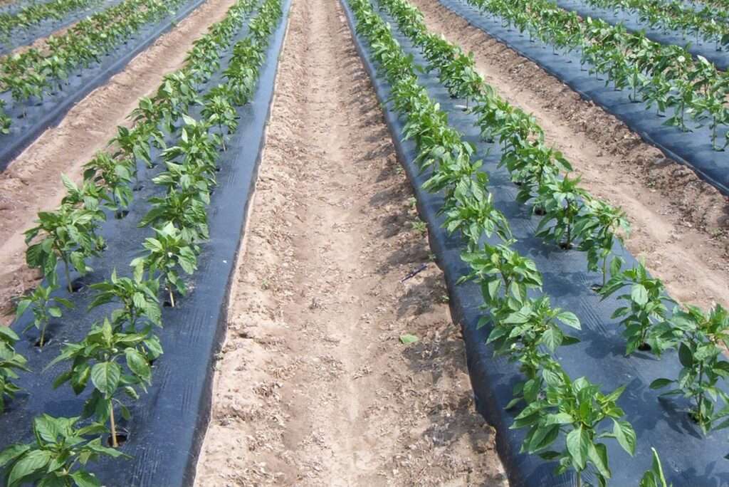 Mulching Paper Price in Kenya