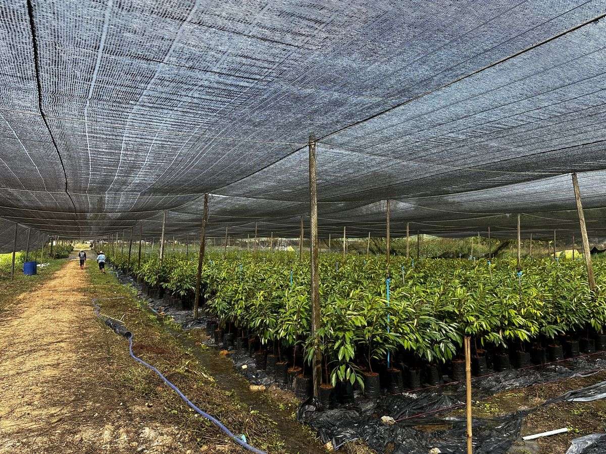 Shade Nets for Seedling Propagation in Kenya