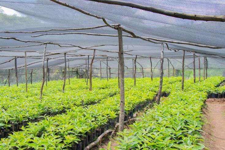 Shade Net Cost in Kenya