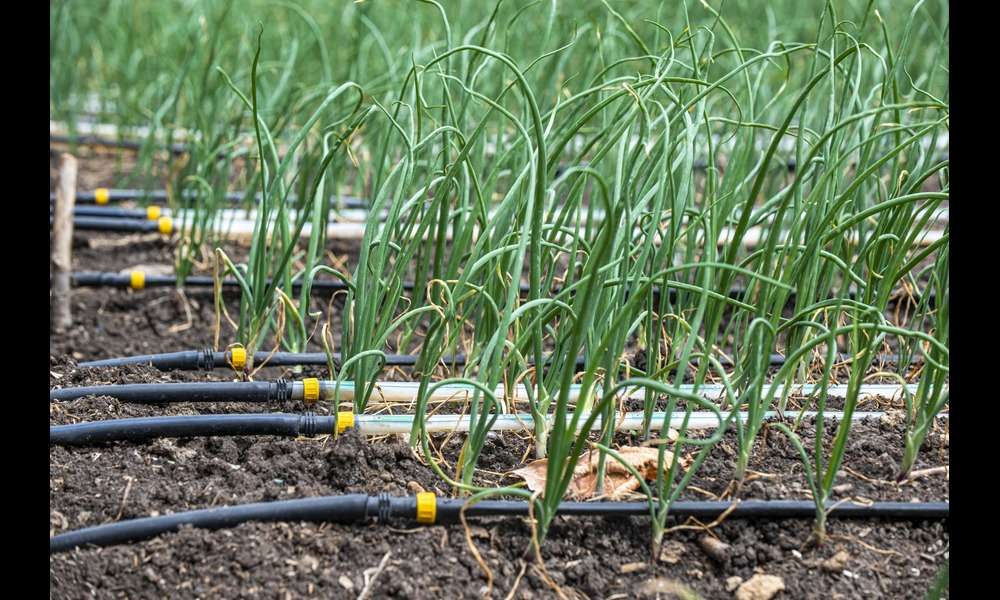 Onion drip irrigation Kit in kenya