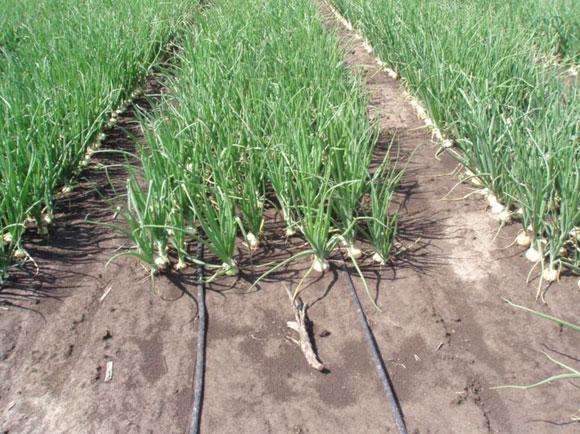 Onion Farming in Kenya